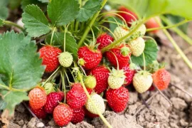 Aardbeien kweken: zo begin je in maart en april
