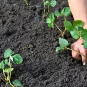 Hoe stek ik aardbeien?