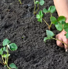 Hoe stek ik aardbeien?