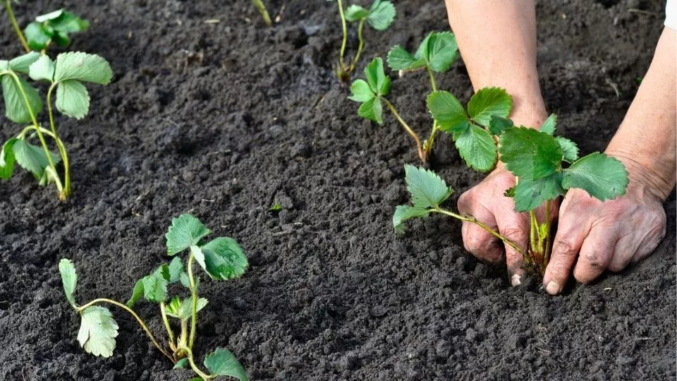 Afbeelding Hoe stek ik aardbeien?