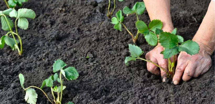 Hoe stek ik aardbeien?
