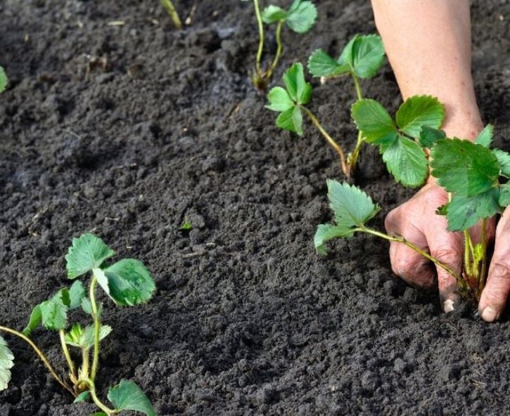 Hoe stek ik aardbeien?