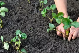 Hoe stek ik aardbeien?