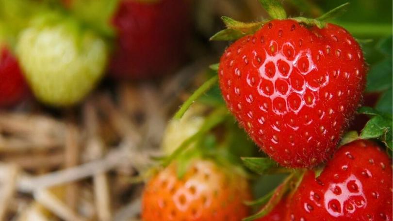 Hoe stek ik aardbeien?