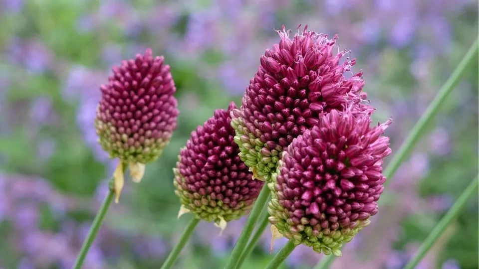 Afbeelding Lijst met koudekiemers: bomen, struiken en vaste planten
