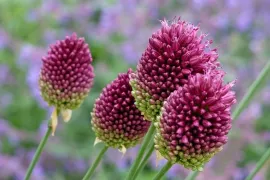 Lijst met koudekiemers: bomen, struiken en vaste planten