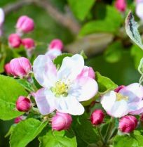 April in de moestuin: de drukste maand van het voorjaar