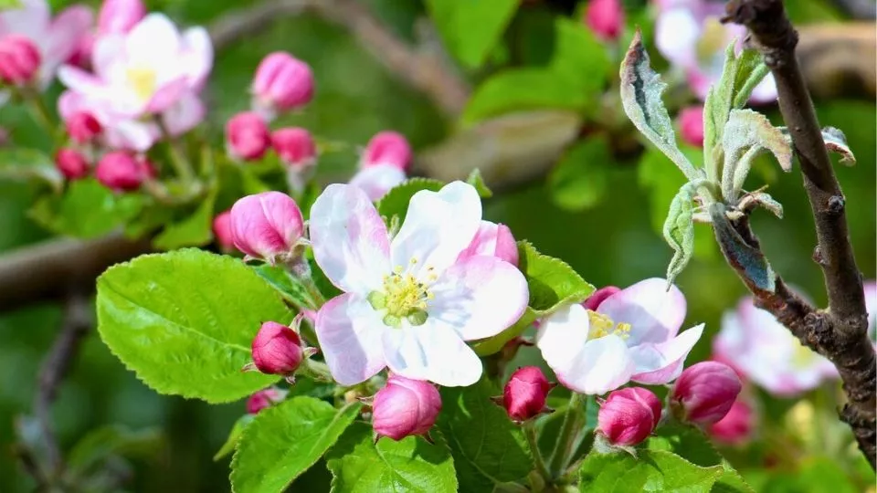 Afbeelding April in de moestuin: de drukste maand van het voorjaar
