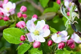 April in de moestuin: de drukste maand van het voorjaar