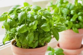 Zo houd je een kruidenplantje uit de supermarkt in leven
