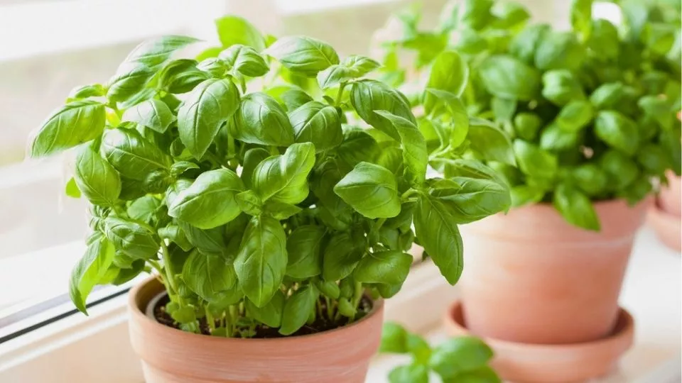 Afbeelding Zo houd je een kruidenplantje uit de supermarkt in leven