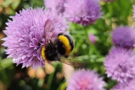 Volg de bijenboog: hele jaar voedsel voor bijen en vlinders