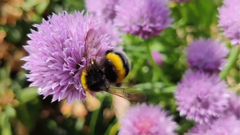 Afbeelding Volg de bijenboog: hele jaar voedsel voor bijen en vlinders