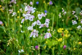 Deze 8 inheemse planten zijn echte insectenlokkers