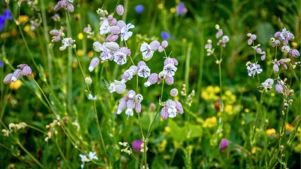 Afbeelding Deze 8 inheemse planten zijn echte insectenlokkers