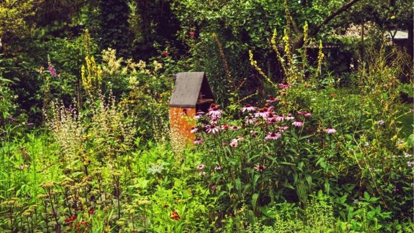Meer leven in je tuin? Vaak moet je juist minder doen