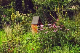 Dit kun je doen voor meer biodiversiteit in je tuin (video)