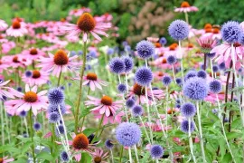 Biologische planten, zaden en bollen kopen? Fijne webshops met bezorging aan huis