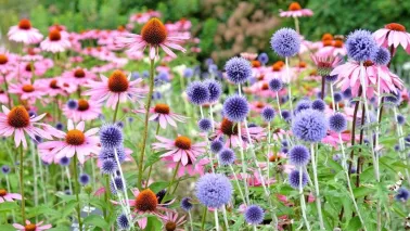 Biologische planten, zaden en bollen kopen? Dit zijn fijne online adressen