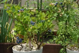 Blauwe bes kweken in een pot