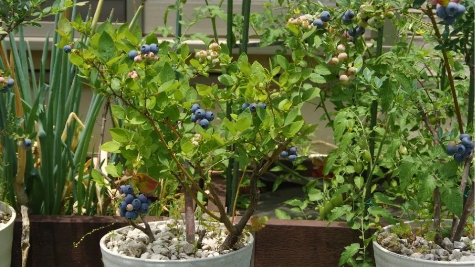 Afbeelding Blauwe bes kweken in een pot