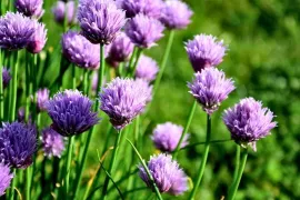 Bieslook: vaste smaakmaker van voorjaar tot herfst