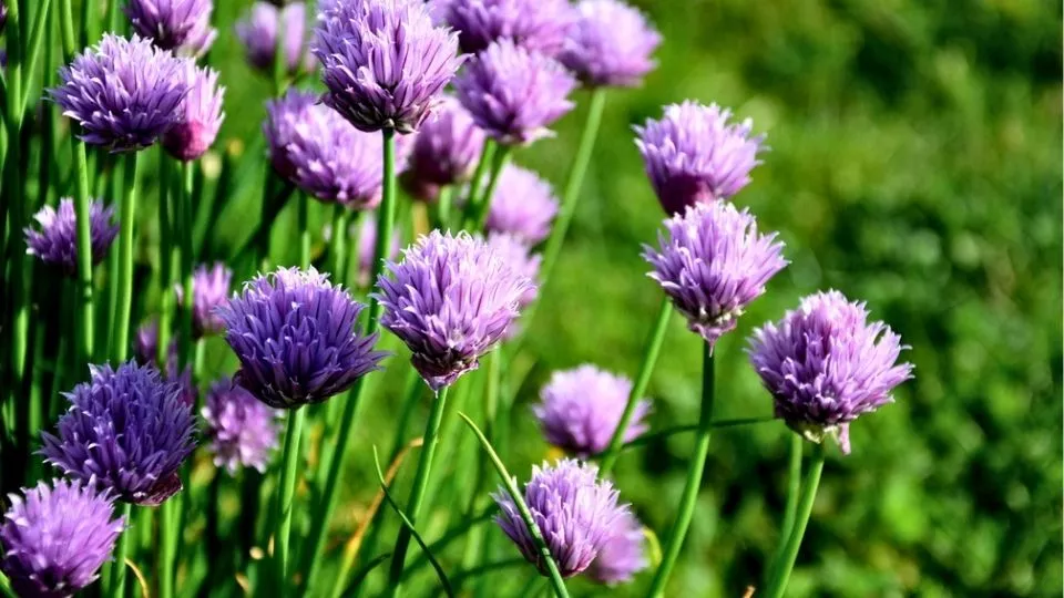 Afbeelding Bieslook: vaste smaakmaker van voorjaar tot herfst