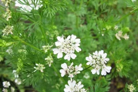 Koriander in de tuin: van blad tot zaad
