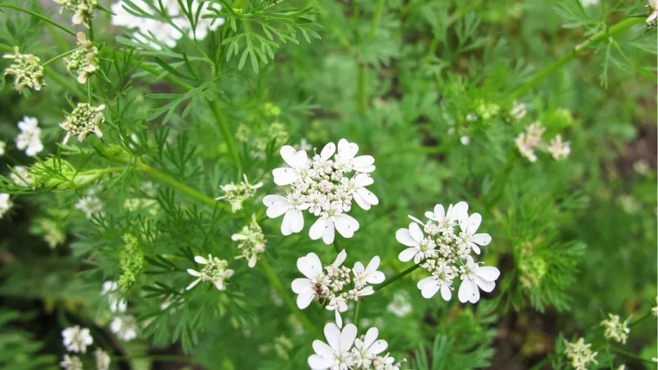 Afbeelding Koriander in de tuin: van blad tot zaad