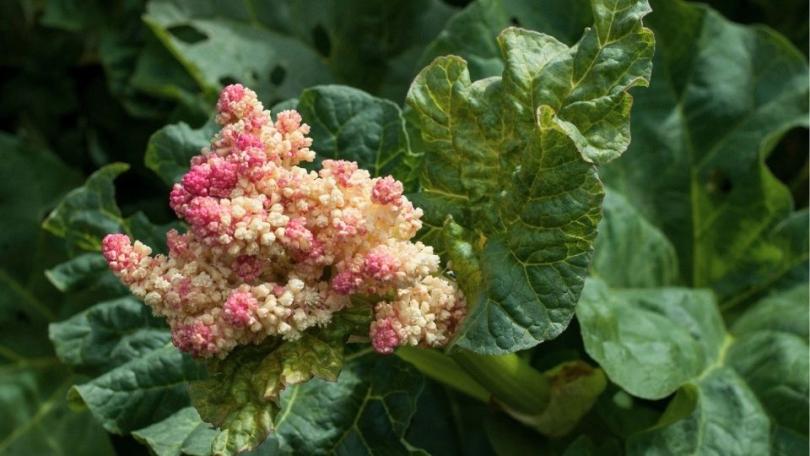 Tuinklussen in mei: 21 x aan de slag in je tuin