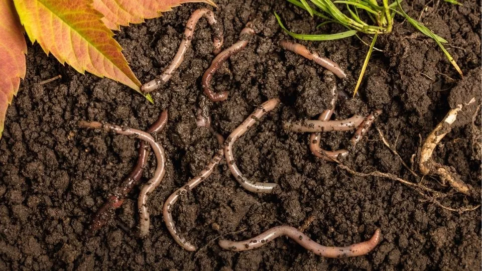 Afbeelding Zo houd je je bodem gezond: voeden, niet spitten