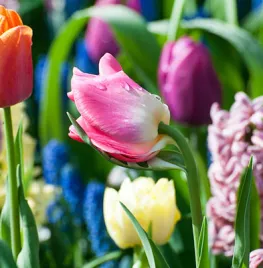 Bloembollen planten, hoe doe je dat?