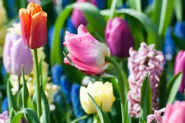 Bloembollen planten, hoe doe je dat?