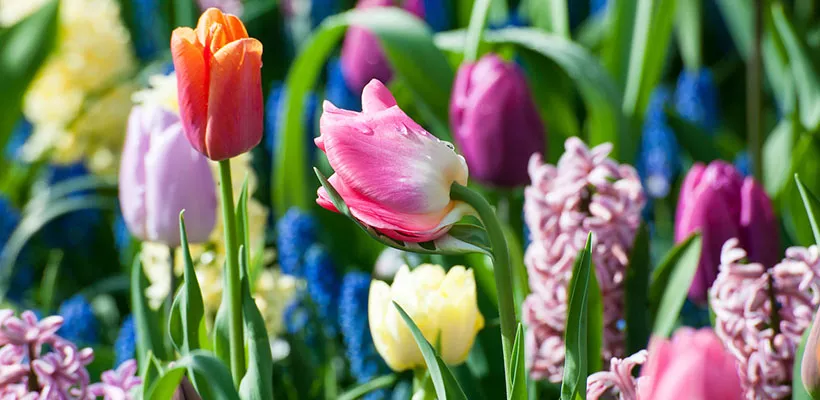Bloembollen planten, hoe doe je dat?