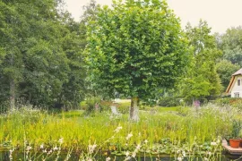 Wanneer en hoe bomen snoeien? Per soort een ander moment