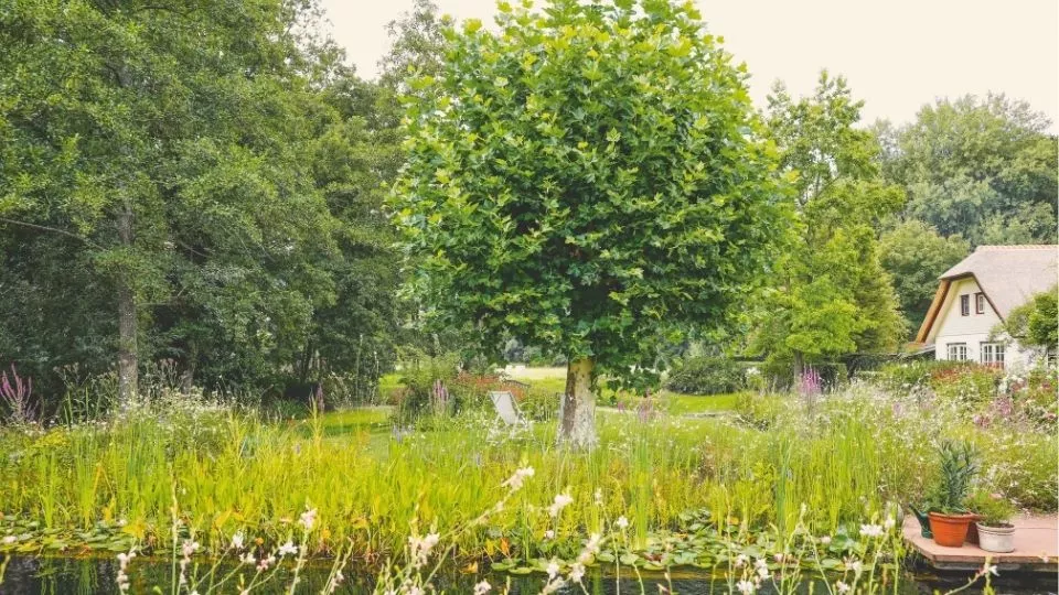 Afbeelding Wanneer en hoe bomen snoeien? Per soort een ander moment