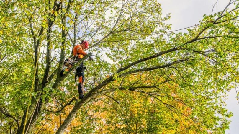Wanneer en hoe bomen snoeien? Per soort een ander moment