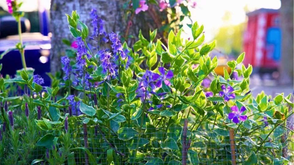 Afbeelding Maak van je boomspiegel of stoepje een bloemenperkje: 5 plantentips