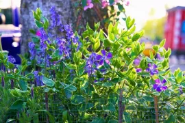 Maak van je boomspiegel of stoepje een bloemenperkje: 5 plantentips