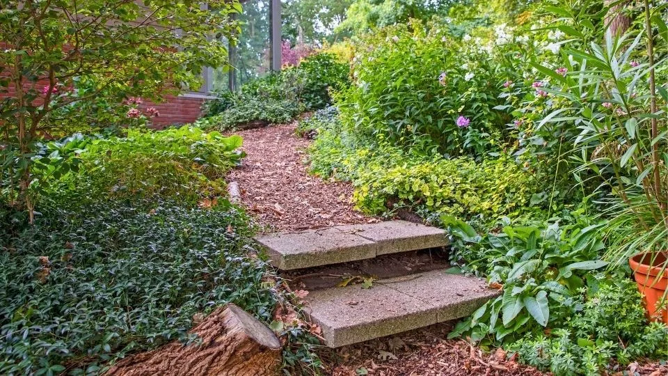 Afbeelding De 10 beste bodembedekkers