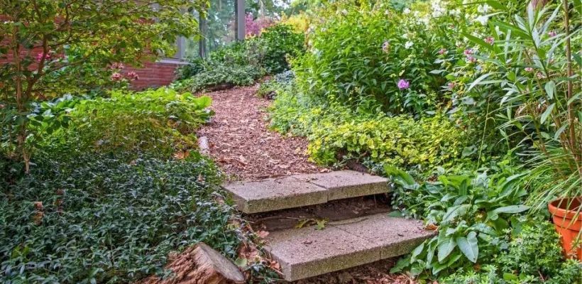 De 10 beste bodembedekkers