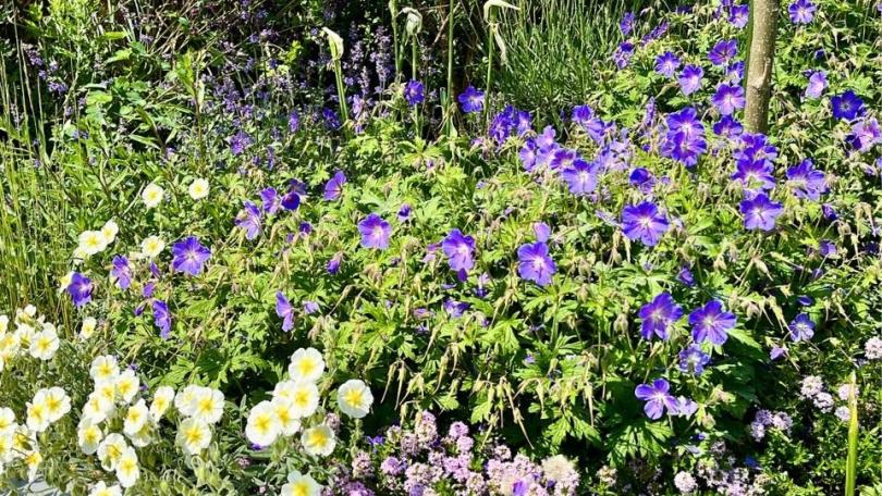 Goedkoop tuinieren: 22 bespaartips voor een mooie, levende tuin