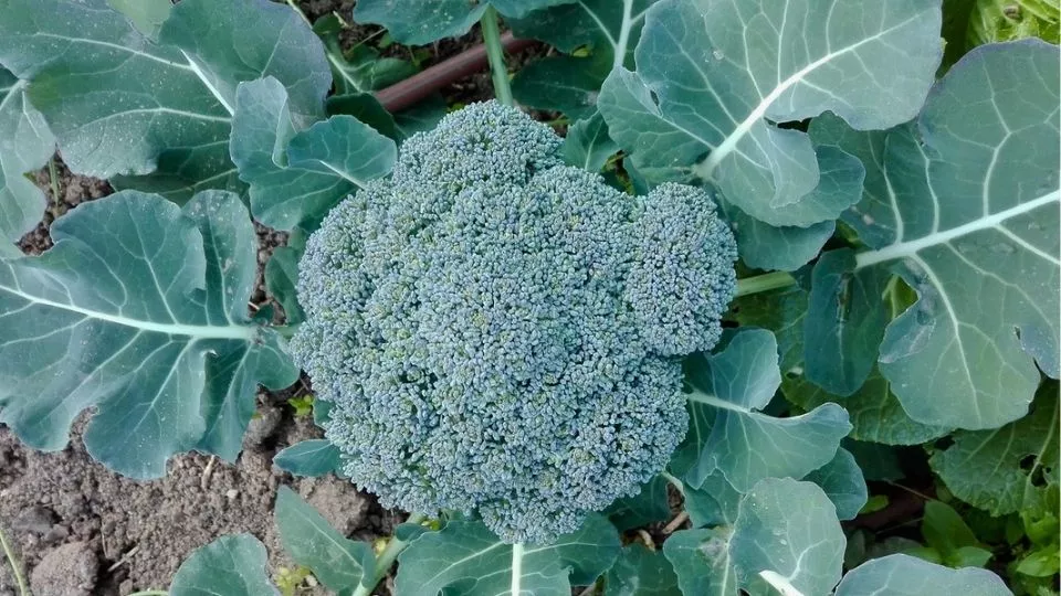 Afbeelding Broccoli kweken: een uitdaging die loont