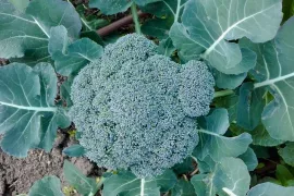 Broccoli kweken: een uitdaging die loont