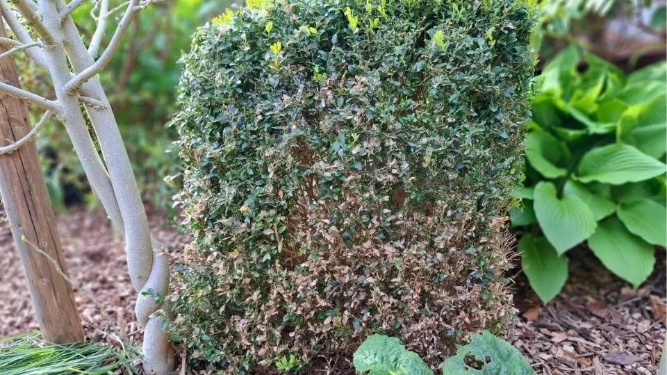 Afbeelding Buxus eruit, wat erin?