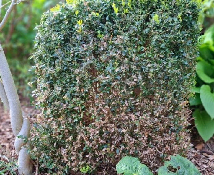 Buxus eruit, wat erin?