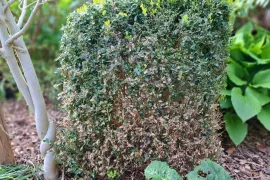 Buxus eruit, wat erin?