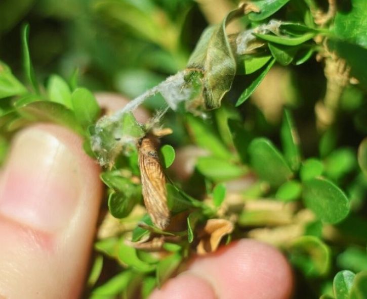 Buxusmot bestrijden: zo pak je het biologisch aan