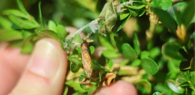 Buxusmot bestrijden: zo pak je het biologisch aan