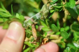 Buxusmot bestrijden: zo pak je het biologisch aan